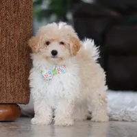 Bodie, a male Maltipoo for sale in Baltic, OH – Photo 5 of 6
