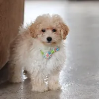 Bodie, a male Maltipoo for sale in Baltic, OH – Photo 6 of 6