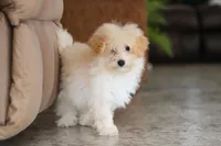 Bodie, a male Maltipoo for sale in Baltic, OH – 5 of 5