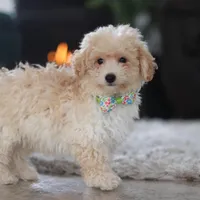 Bodie, a male Maltipoo for sale in Baltic, OH – Photo 2 of 6