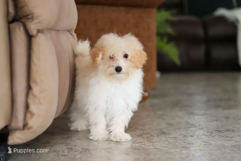 Bodie – Maltipoo puppy for sale in Baltic, OH