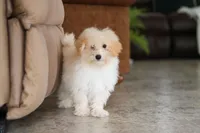 Bodie, a male Maltipoo for sale in Baltic, OH – 1 of 5