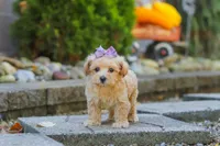 Wren, a female Maltipoo for sale in Baltic, OH – 6 of 7