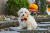 Koda, a male Maltipoo for sale in Baltic, OH – 6 of 10