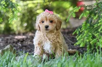 Amelia, a female Maltipoo for sale in Baltic, OH – 8 of 10
