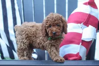 Adam, a male Poodle - Miniature  for sale in Baltic, OH – 2 of 8