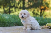 Finley, a male Maltipoo for sale in Baltic, OH – 6 of 10