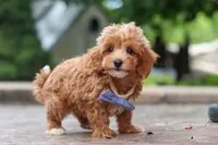 Leo, a male Maltipoo for sale in Baltic, OH – 8 of 10
