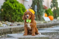Blake, a male Cavapoo for sale in Baltic, OH – 2 of 10