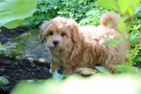 Letty, a female Maltipoo for sale in Baltic, OH – 8 of 10