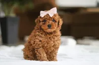 Allie, a female Maltipoo for sale in Baltic, OH – Photo 3 of 5