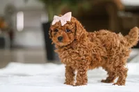 Allie, a female Maltipoo for sale in Baltic, OH – Photo 2 of 5