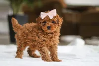 Allie, a female Maltipoo for sale in Baltic, OH – Photo 4 of 5