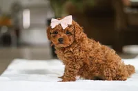 Allie, a female Maltipoo for sale in Baltic, OH – Photo 5 of 5
