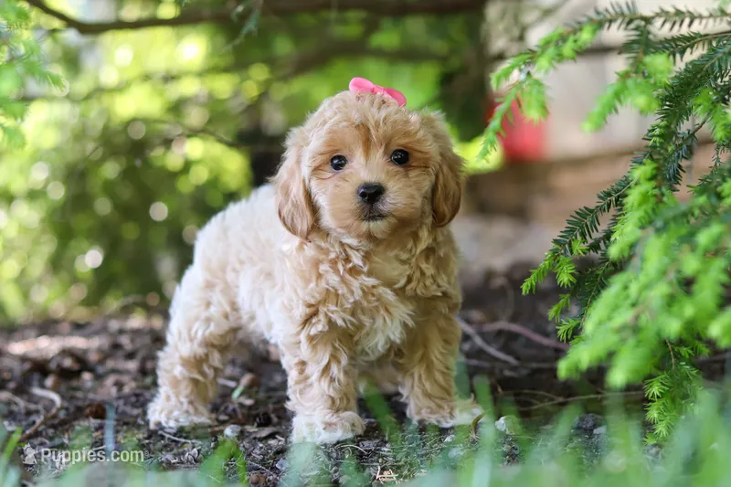 Amelia – Maltipoo puppy for sale in Baltic, OH