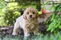 Amelia, a female Maltipoo for sale in Baltic, OH – 1 of 10