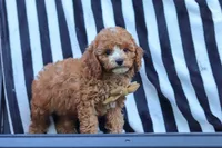 Connor, a male Cavapoo for sale in Baltic, OH – 2 of 9