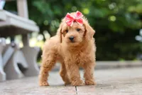 Maple, a female Schnoodle for sale in Baltic, OH – 2 of 7