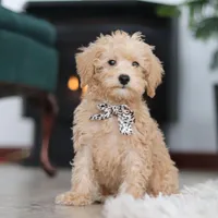 Ollie, a male Schnoodle for sale in Baltic, OH – Photo 6 of 8