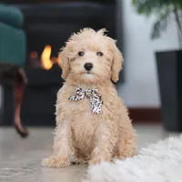 Ollie, a male Schnoodle for sale in Baltic, OH – Photo 4 of 8