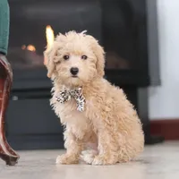 Ollie, a male Schnoodle for sale in Baltic, OH – Photo 8 of 8