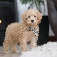 Ollie, a male Schnoodle for sale in Baltic, OH – Photo 2 of 8