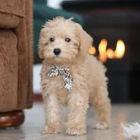 Ollie, a male Schnoodle for sale in Baltic, OH – Photo 7 of 8