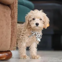 Ollie, a male Schnoodle for sale in Baltic, OH – Photo 1 of 8