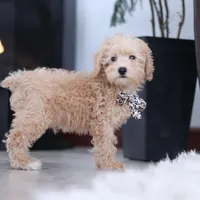 Ollie, a male Schnoodle for sale in Baltic, OH – Photo 3 of 8