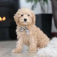 Ollie, a male Schnoodle for sale in Baltic, OH – Photo 5 of 8