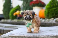 Milo, a male Morkie for sale in Baltic, OH – 3 of 7