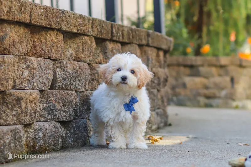 Koda, a male Maltipoo for sale in Baltic, OH – 1 of 10