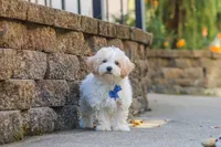 Koda, a male Maltipoo for sale in Baltic, OH – 1 of 10