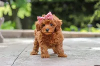 Posie, a female Maltipoo for sale in Baltic, OH – 4 of 6