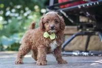 Justin, a male Cavapoo for sale in Baltic, OH – 2 of 10