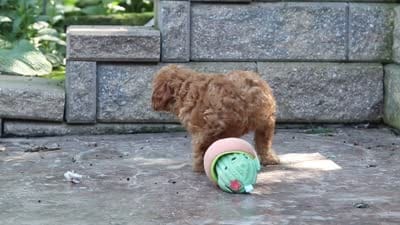 Amelia, a female Cavapoo for sale in Baltic, OH – 8 of 8