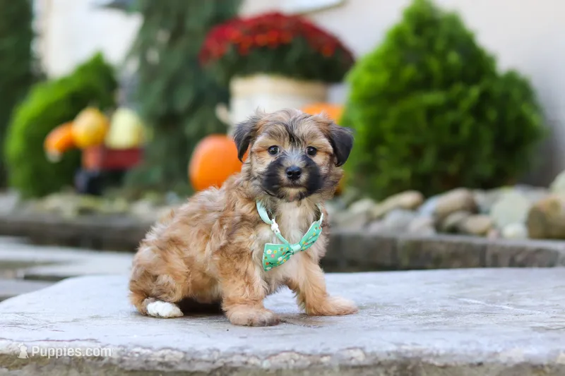 Milo – Morkie puppy for sale in Baltic, OH
