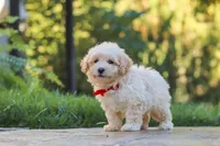 Ollie, a male Maltipoo for sale in Baltic, OH – 4 of 10