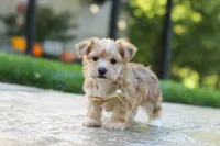 Chase , a male Morkie for sale in Baltic, OH – 4 of 7