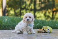 Finley, a male Maltipoo for sale in Baltic, OH – 8 of 10