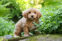 Christopher, a male Maltipoo for sale in Baltic, OH – 8 of 10