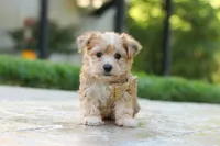 Chase , a male Morkie for sale in Baltic, OH – 1 of 7