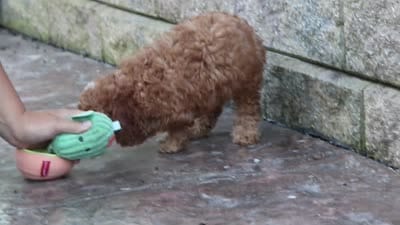 Connor, a male Cavapoo for sale in Baltic, OH – 9 of 9