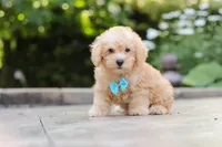 Astro, a male Schnoodle for sale in Baltic, OH – 2 of 6