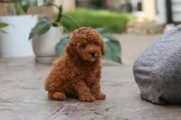 Oakley, a male Poodle - Miniature  for sale in Baltic, OH – 3 of 6
