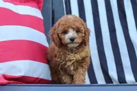 Connor, a male Cavapoo for sale in Baltic, OH – 6 of 9