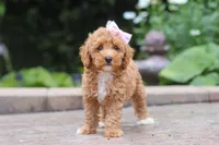 Raina, a female Maltipoo for sale in Baltic, OH – 8 of 9