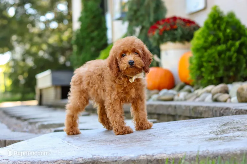 Greyson – Poodle - Miniature  puppy for sale in Baltic, OH