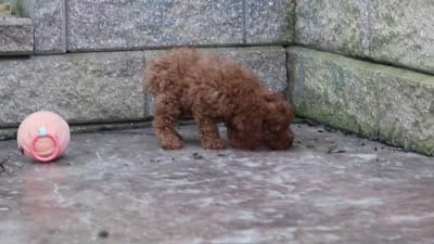 Greyson, a male Poodle - Miniature  for sale in Baltic, OH – 10 of 10