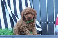 Adam, a male Poodle - Miniature  for sale in Baltic, OH – 3 of 8